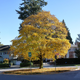 Illustration for article titled Pics from the Curbside: 2018-10-14 to Kitsilano Secondary School